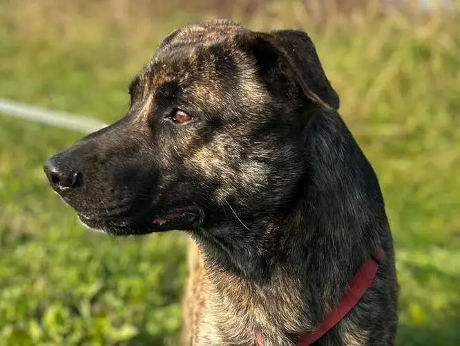 Adotta un cane, maschio, 4 anni e 9 mesi, Bergamo