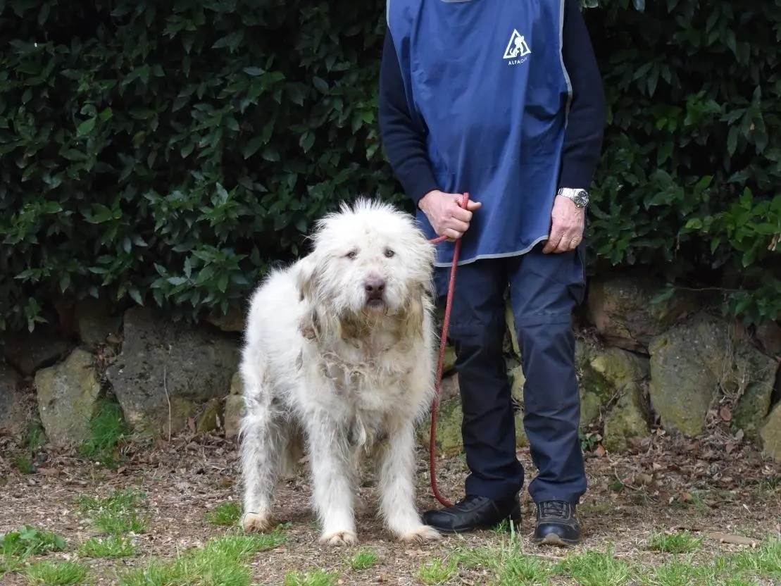 Adotta un cane, maschio, 2 anni e 8 mesi, Roma