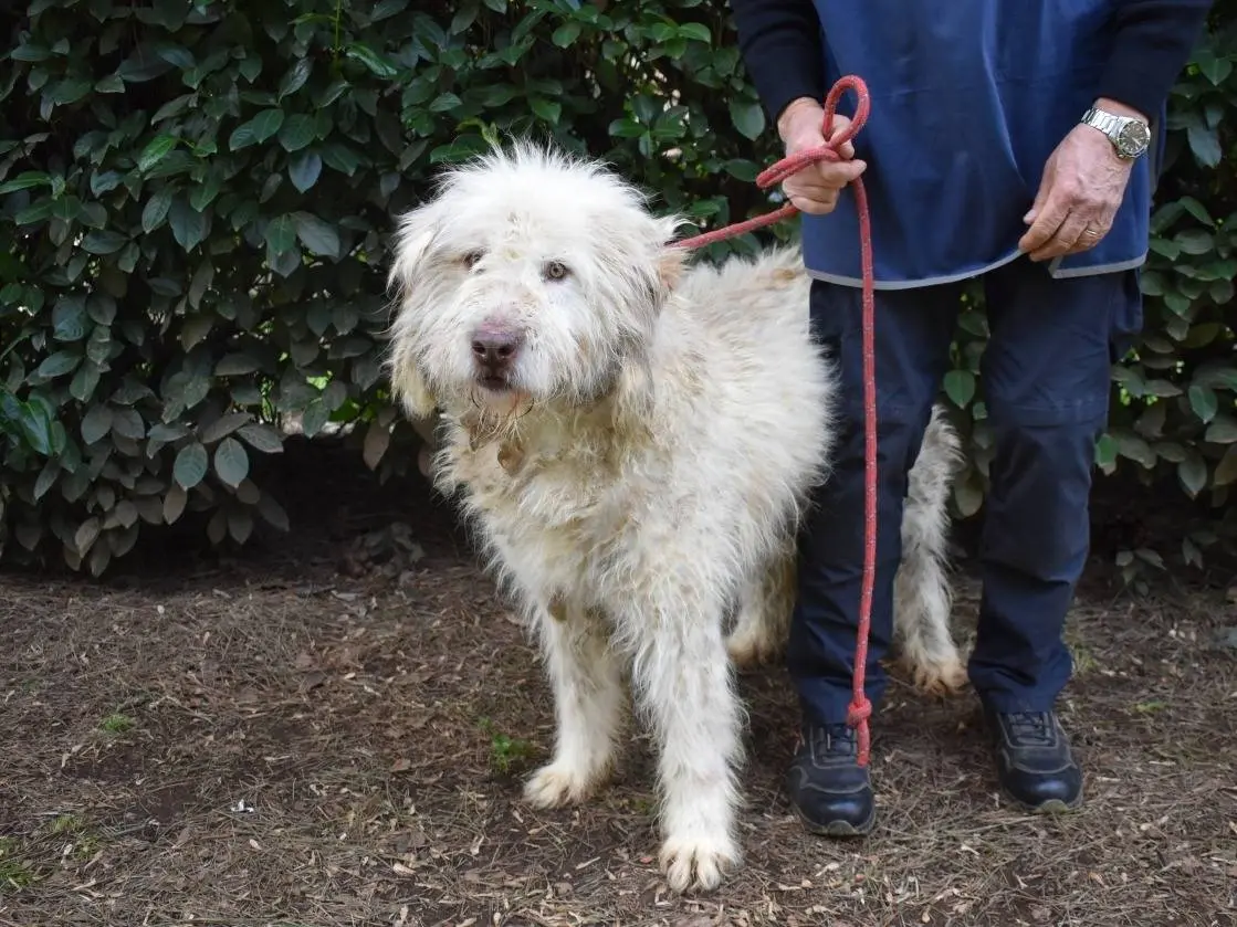 Adotta il cane Menodoro a Roma