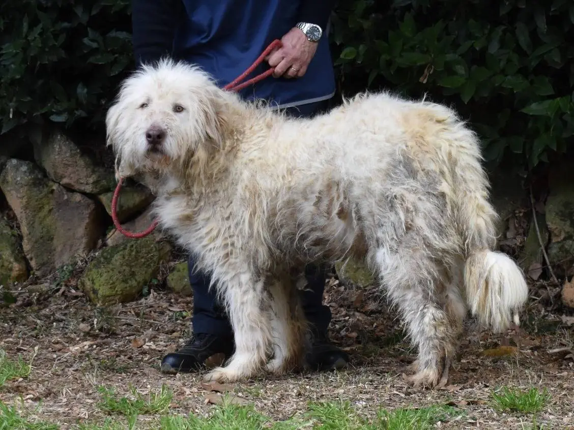 Adotta un cane, taglia gigante, maschio, Roma