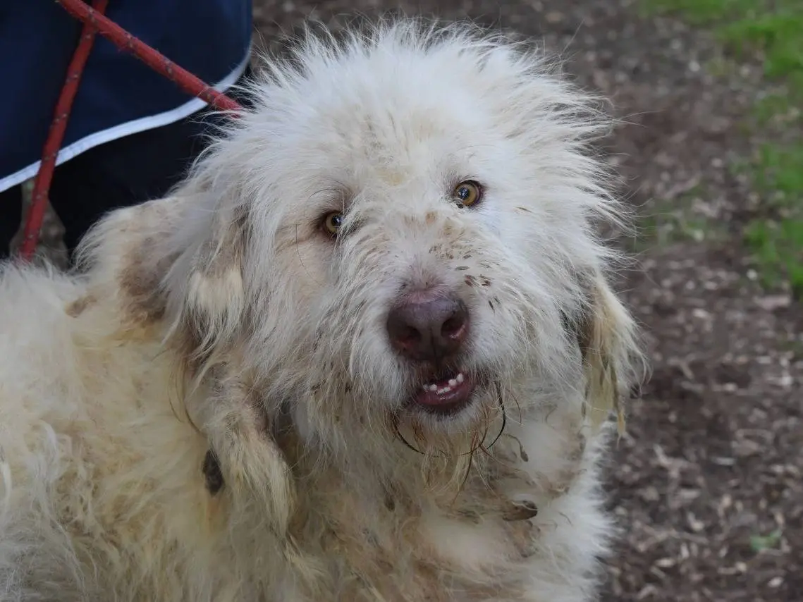 Adozione cane, maschio, Pastore maremmano Razza sconosciuta, 2 anni e 8 mesi, taglia gigante, Roma