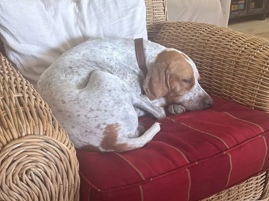 Adozione cane, maschio, Bracco Pointer, 9 mesi, taglia media, Bologna
