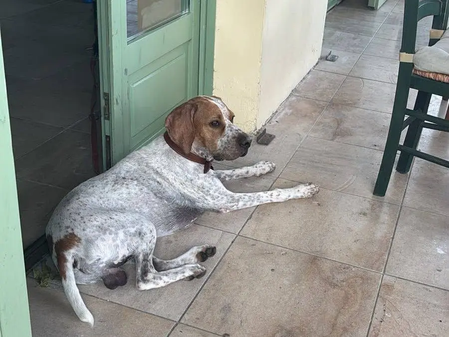 Adotta un cane, maschio, 9 mesi, Bologna