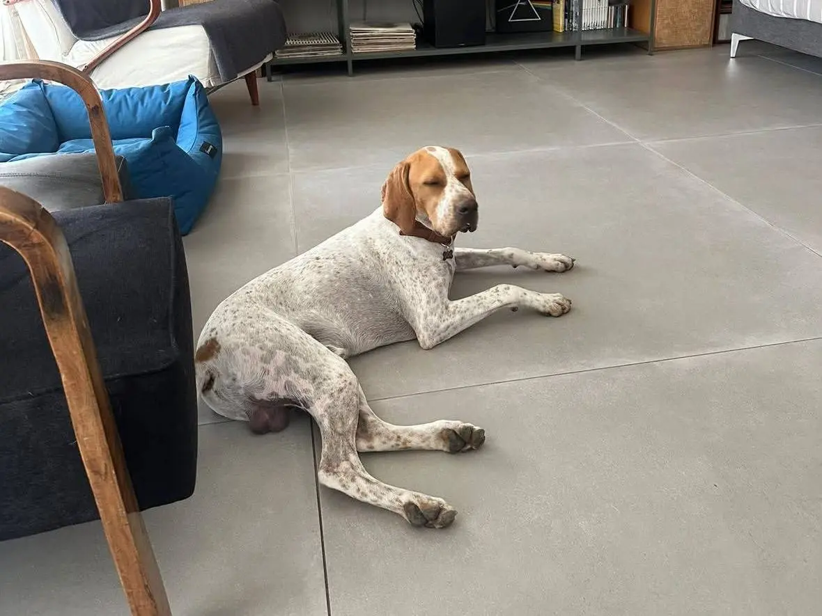 Adotta un cane, taglia media, maschio, Bologna