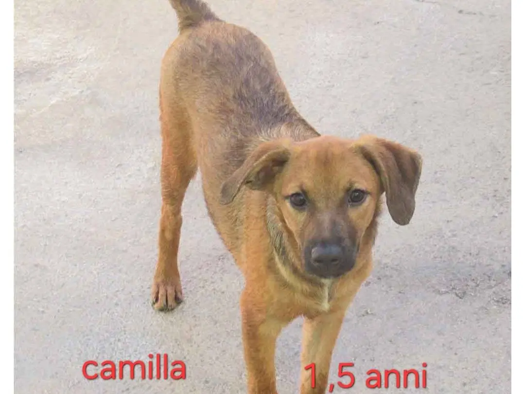 Foto 2 dell'animale