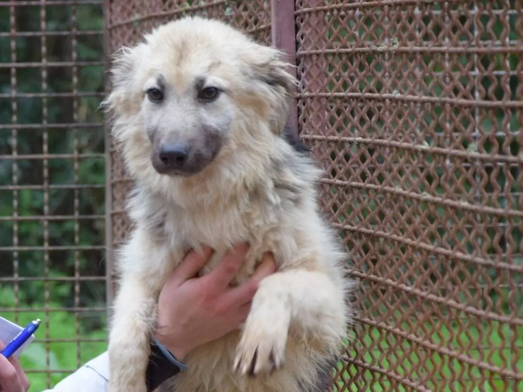 Adozione cane, maschio, Razza sconosciuta Razza sconosciuta, 2 anni e 5 mesi, taglia media, Chieti
