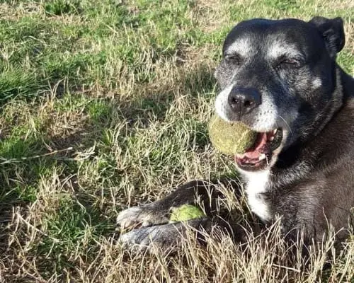 Adotta un cane, taglia media, maschio, Roma