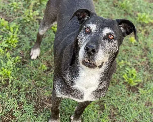 Adozione cane, maschio, meticcio, 13 anni e 9 mesi, taglia media, Roma