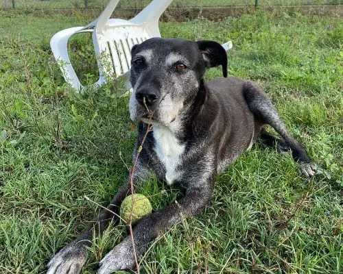 Vuoi adottare un cane a Roma?