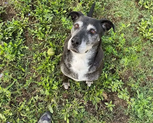 Adotta il cane Anakin a Roma