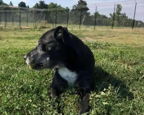 Adotta un cane, maschio, 13 anni e 9 mesi, Roma