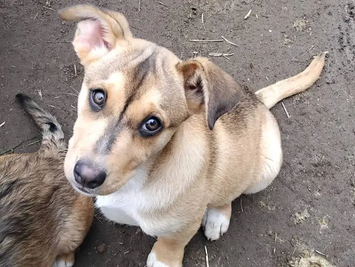 Adozione cane, maschio, Razza sconosciuta Razza sconosciuta, 11 mesi, taglia media, Avellino