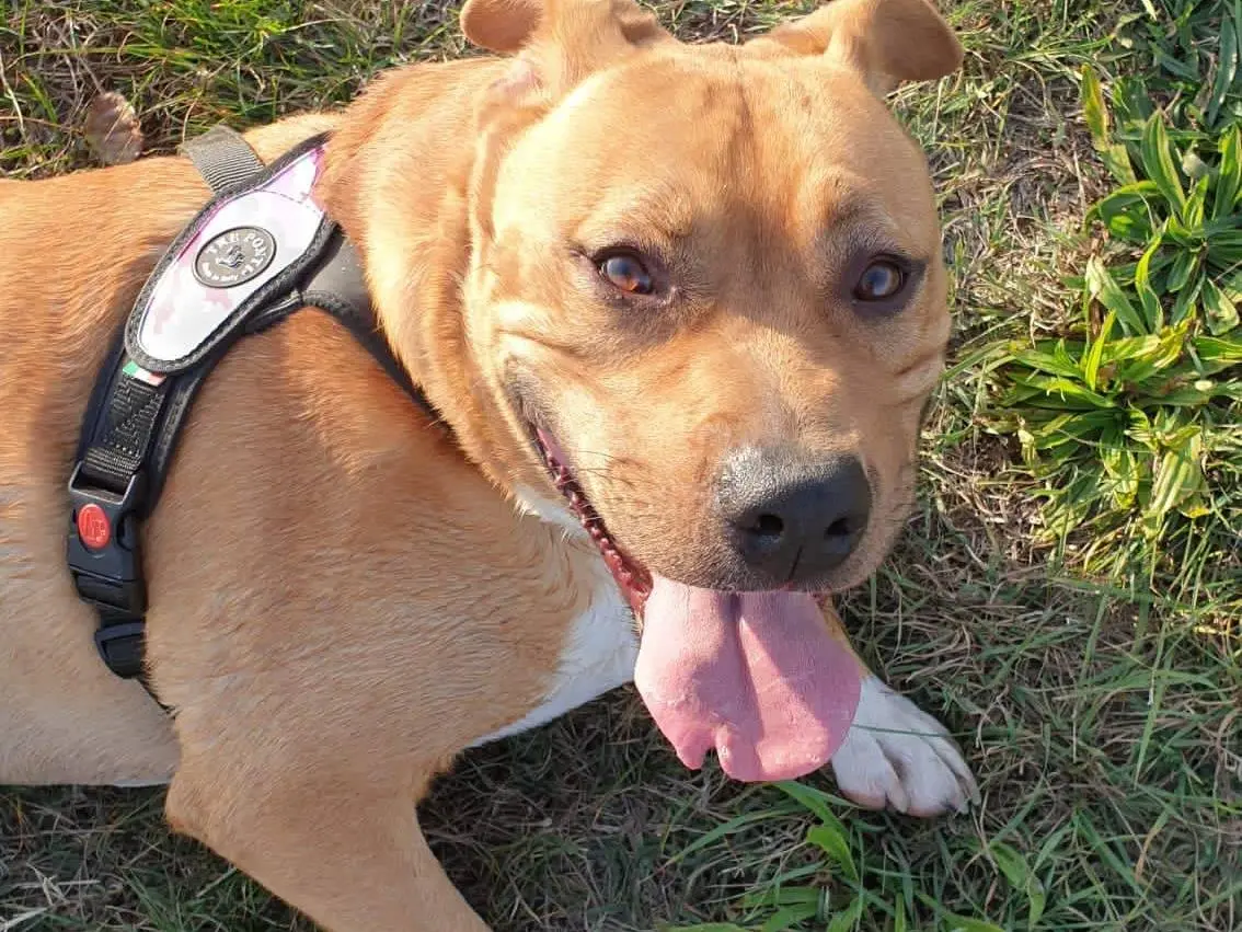 Vuoi adottare un cane a Modena?
