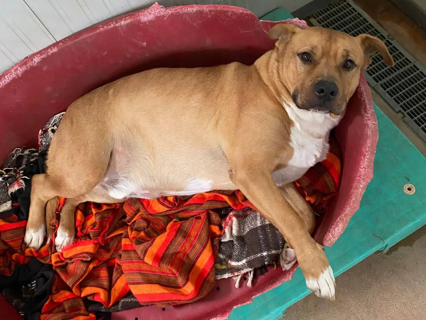 Adotta il cane BOBBY a Modena