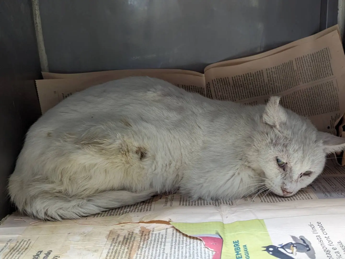 Adotta un gatto, taglia non valida, maschio, Teramo