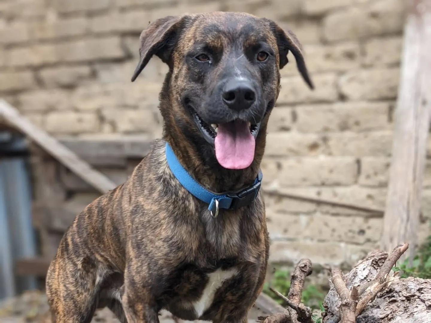 Adotta un cane, maschio, 4 anni e 3 mesi, Caserta