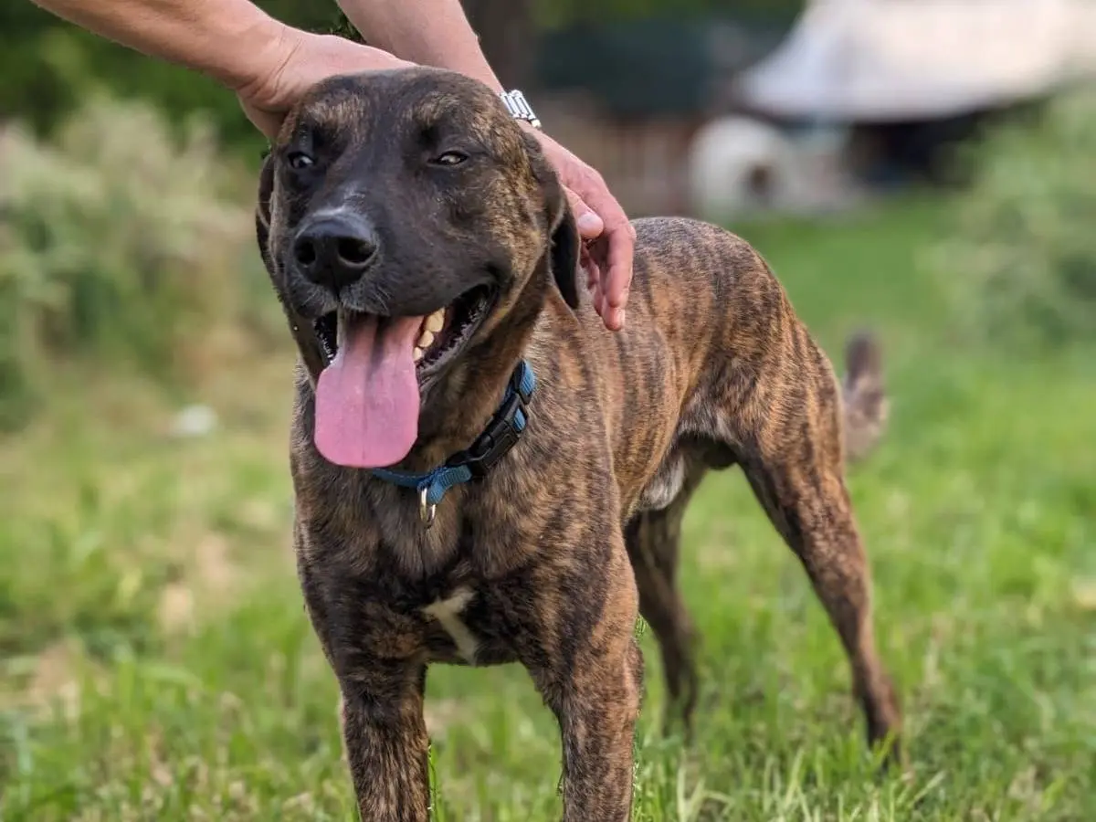 Adotta un cane, taglia media, maschio, Caserta