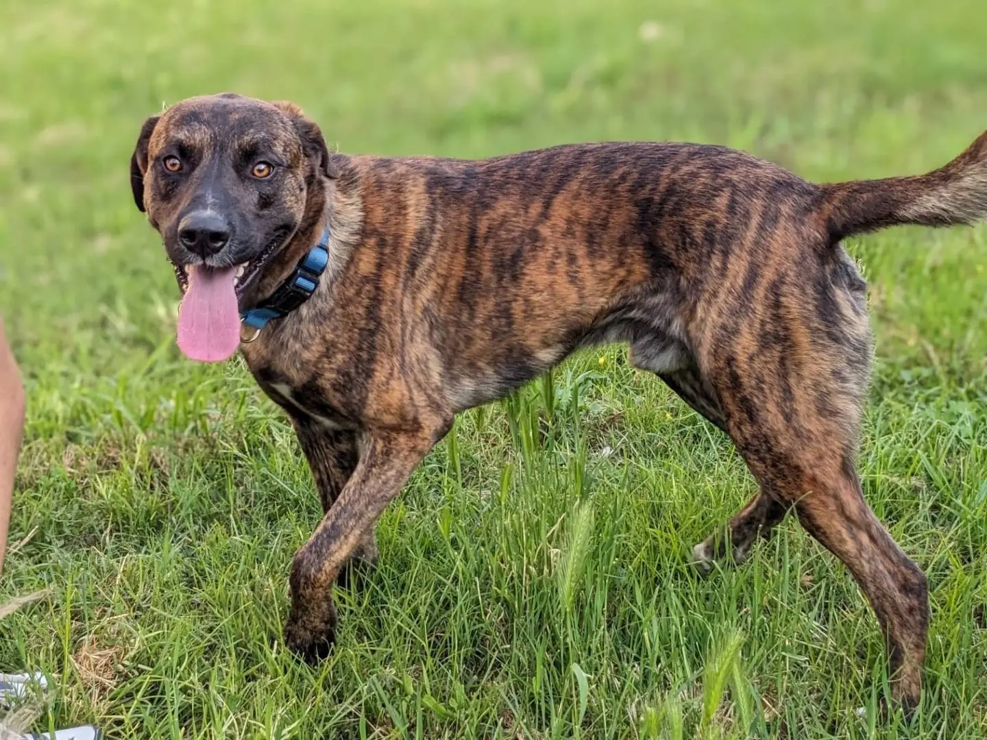 Adozione cane, maschio, Razza sconosciuta Razza sconosciuta, 4 anni e 3 mesi, taglia media, Caserta