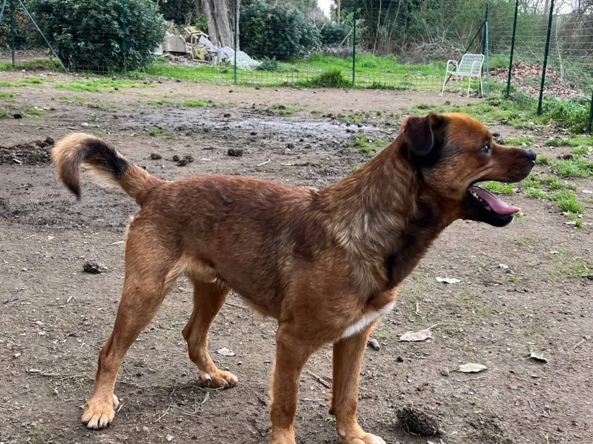 Adotta il cane PLUTO a Roma