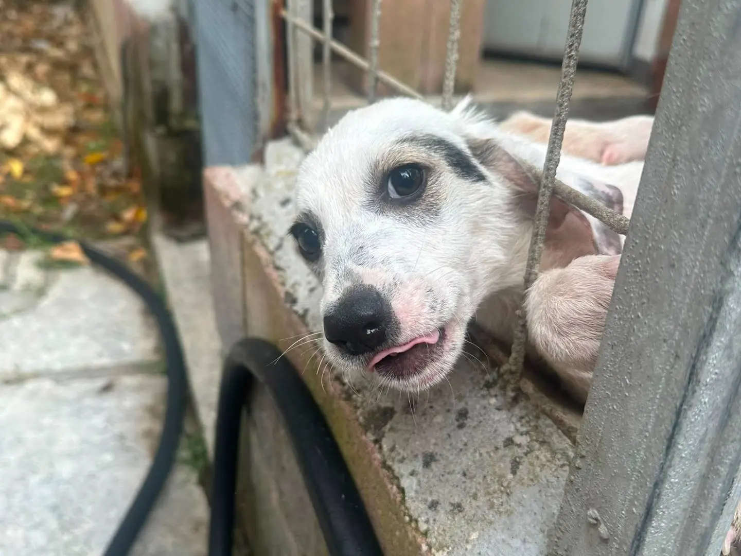 Adotta un cane, femmina, 5 mesi, Avellino