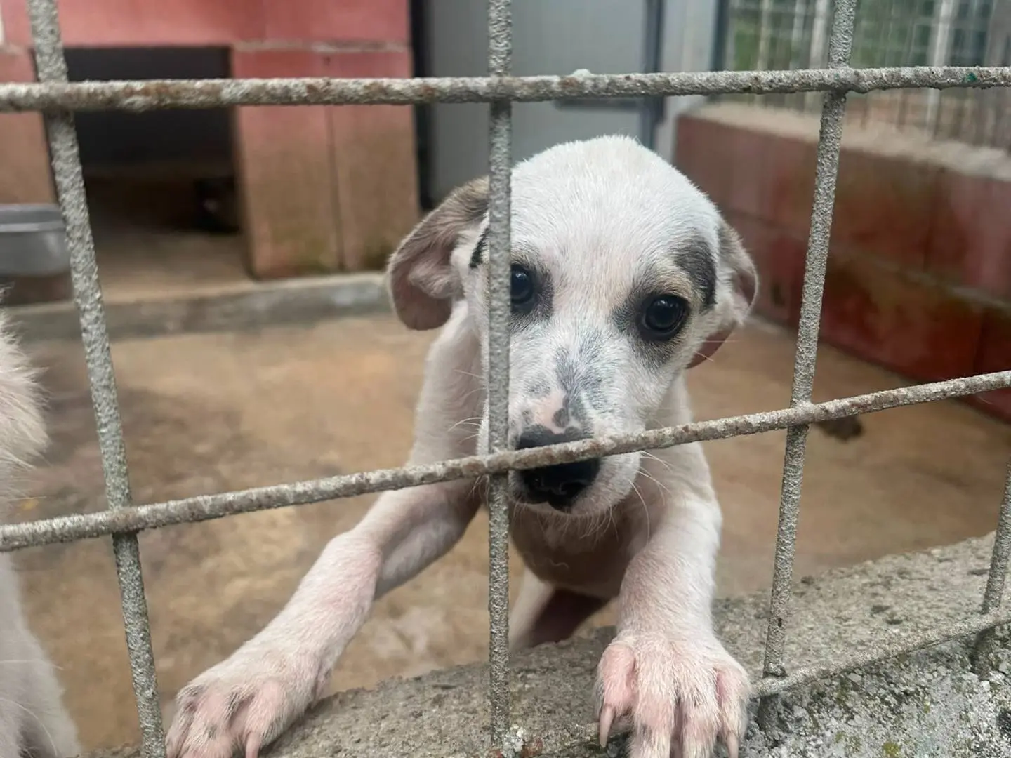 Adozione cane, femmina, Razza sconosciuta Razza sconosciuta, 5 mesi, taglia media, Avellino