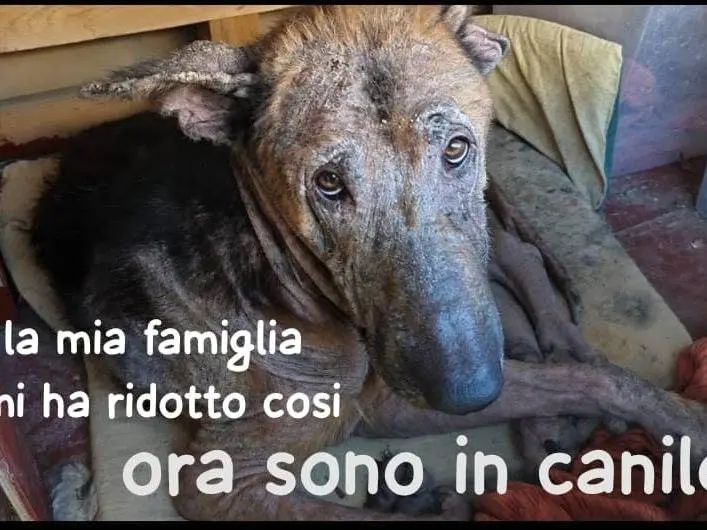 Foto 1 dell'animale
