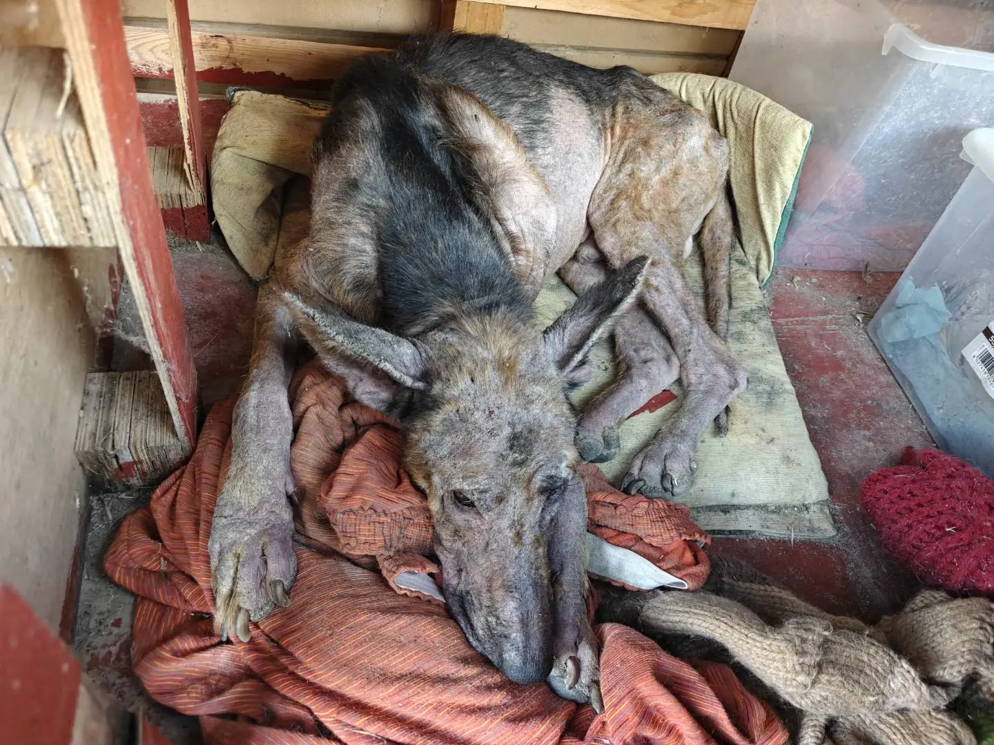 Adotta un cane, maschio, 7 anni e 4 mesi, Cuneo