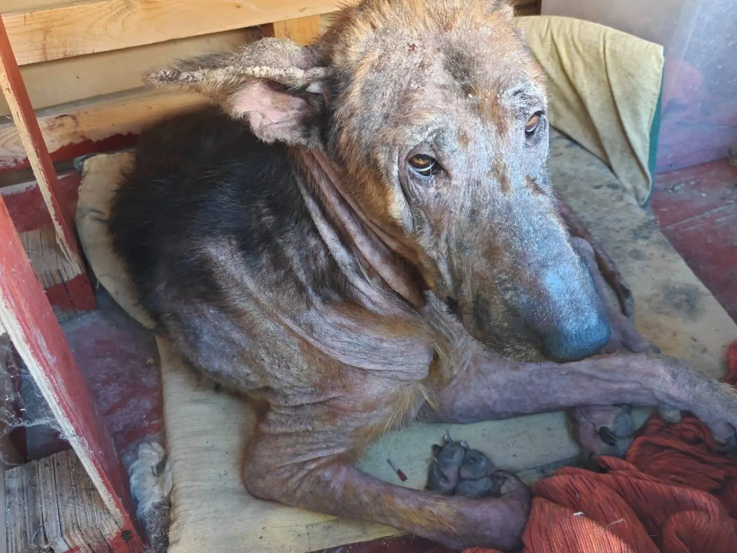 Adotta un cane, taglia grande, maschio, Cuneo