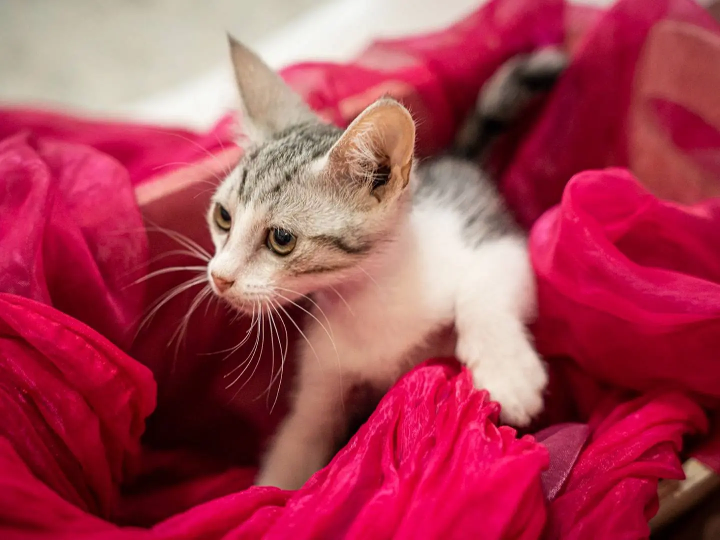 Adotta un gatto, taglia non valida, femmina, Bari