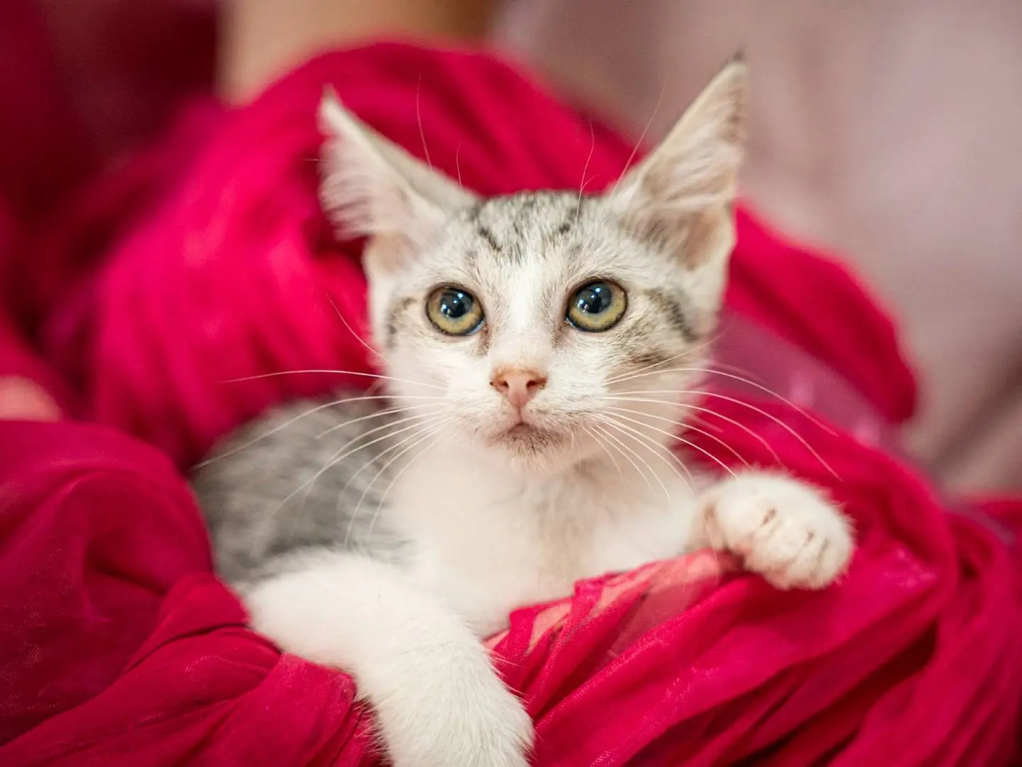Adotta un gatto, femmina, 5 mesi, Bari