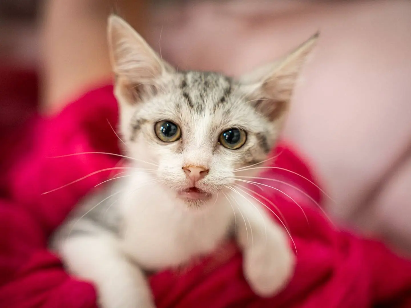 Adozione gatto, femmina, Razza sconosciuta Razza sconosciuta, 5 mesi, taglia non valida, Bari