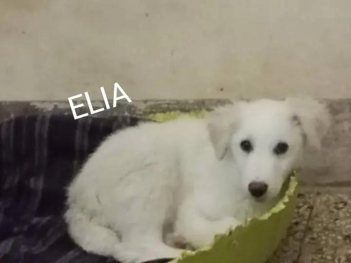 Adotta un cane, maschio, 10 mesi, Siracusa