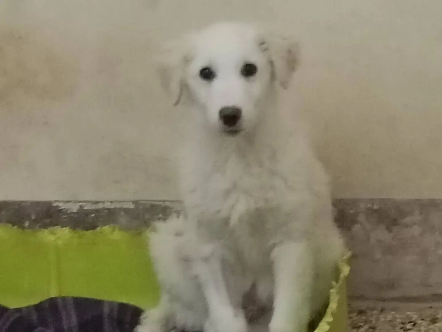 Adozione cane, maschio, Pastore maremmano Pastore maremmano, 10 mesi, taglia grande, Siracusa
