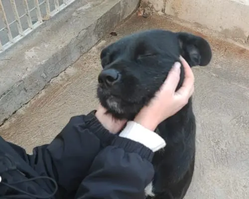 Adotta un cane, femmina, 4 anni e 11 mesi, Verona