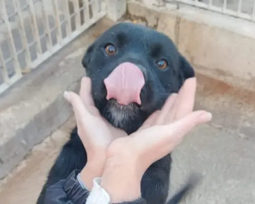 Adozione cane, femmina, meticcio, 4 anni e 11 mesi, taglia media, Verona