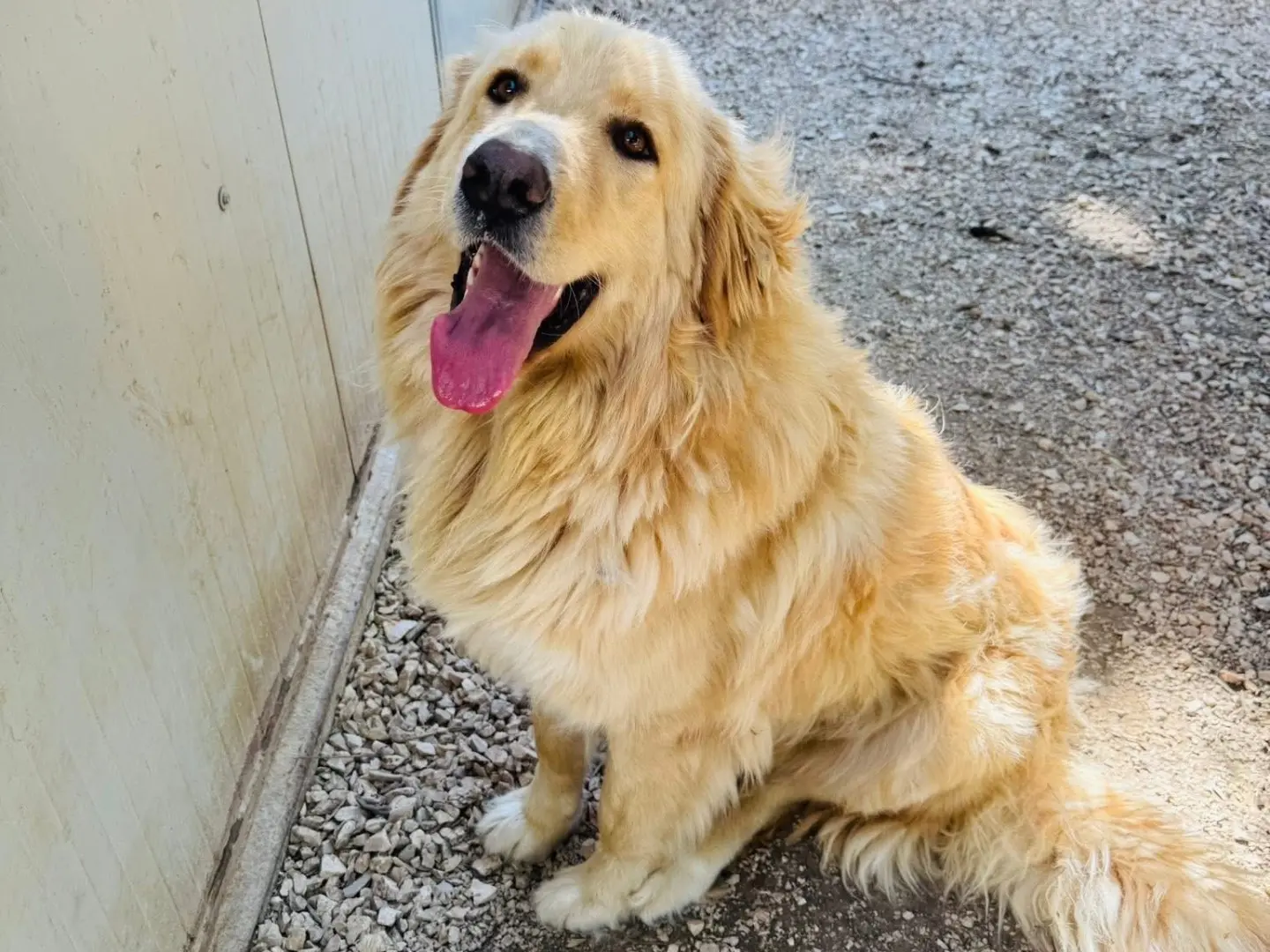 Adozione cane, maschio, Pastore maremmano Golden Retriever, 2 anni e 9 mesi, taglia gigante, Matera