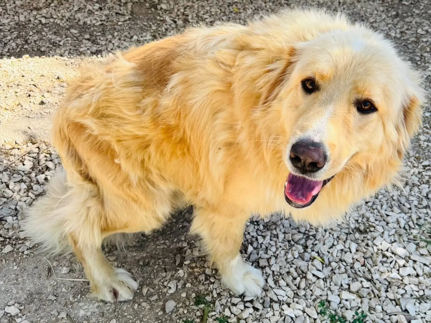 Adotta un cane, taglia gigante, maschio, Matera