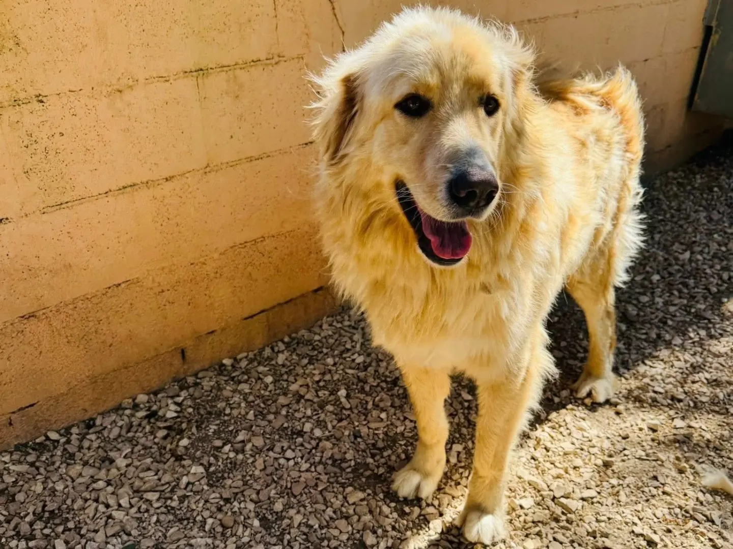 Adotta un cane, maschio, 2 anni e 9 mesi, Matera