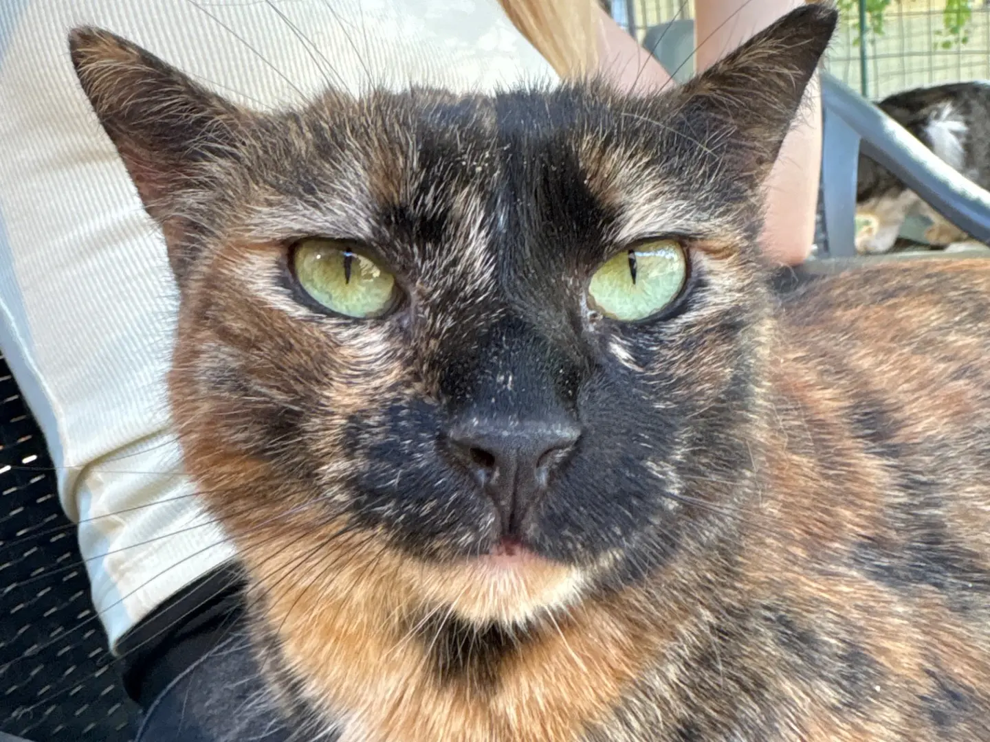 Adotta un gatto, taglia non valida, femmina, Livorno