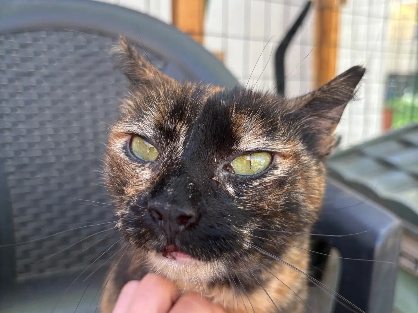 Adozione gatto, femmina, Razza sconosciuta Razza sconosciuta, 4 anni e 9 mesi, taglia non valida, Livorno