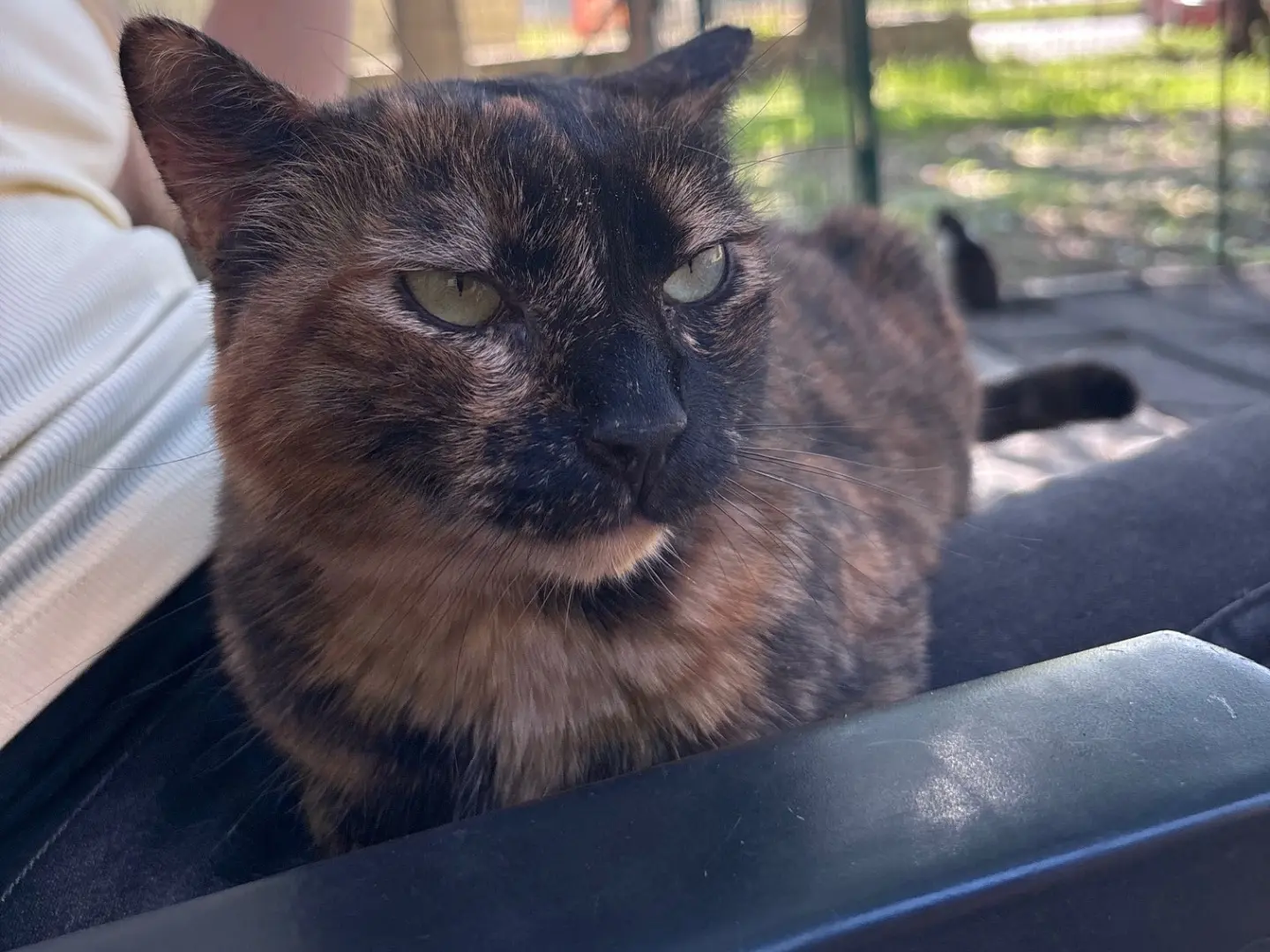 Adotta un gatto, femmina, 4 anni e 9 mesi, Livorno
