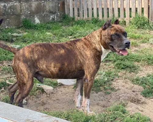 Adotta un cane, taglia media, maschio, Napoli