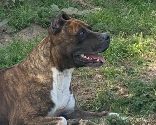 Vuoi adottare un cane a Napoli?