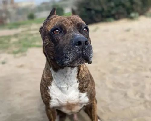 Adotta il cane ARYO a Napoli
