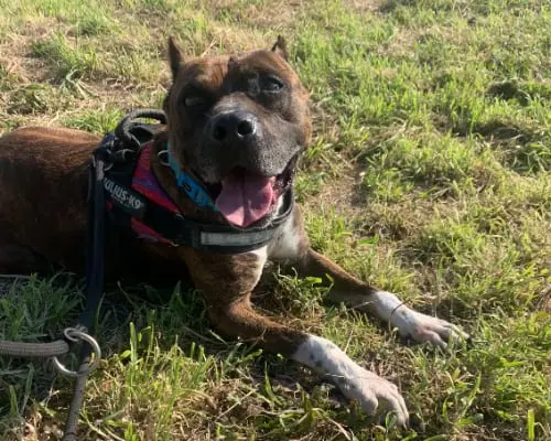 Adotta un cane, maschio, 9 anni e 8 mesi, Napoli