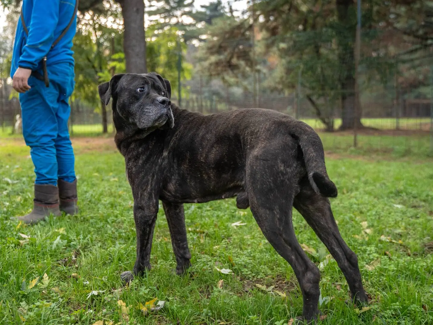 Adotta un cane, maschio, 10 anni e 7 mesi, Milano