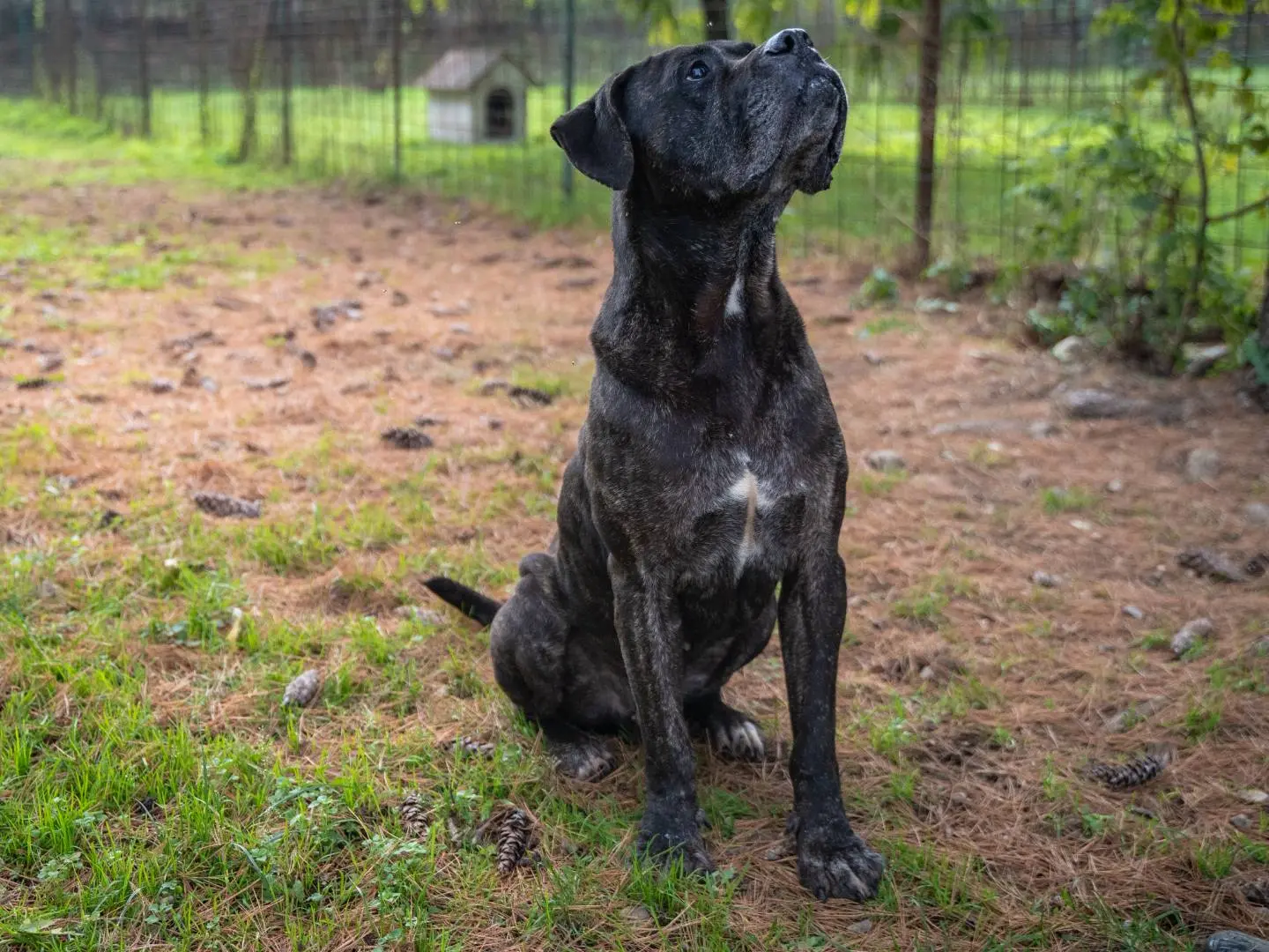 Adozione cane, maschio, Corso Razza sconosciuta, 10 anni e 7 mesi, taglia gigante, Milano