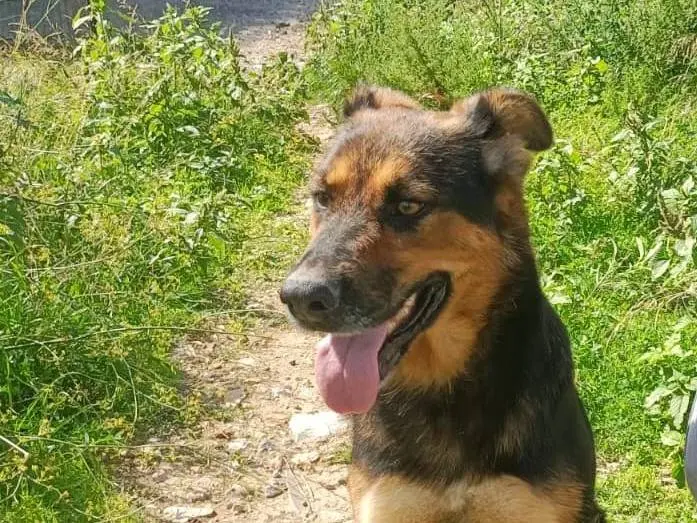 Adozione cane, femmina, Razza sconosciuta Razza sconosciuta, 2 anni e 9 mesi, taglia media, Trapani