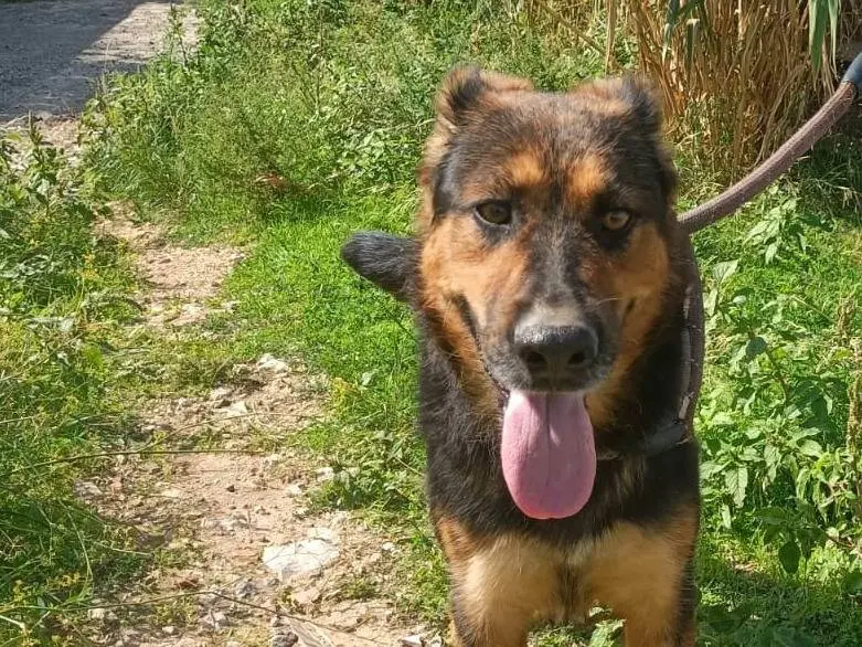 Adotta un cane, femmina, 2 anni e 9 mesi, Trapani