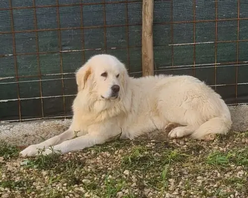 Foto 1 dell'animale